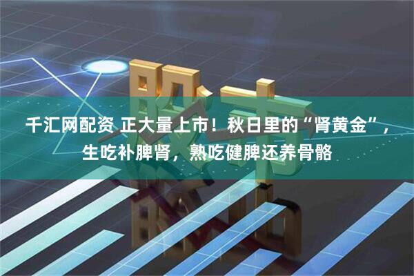 千汇网配资 正大量上市！秋日里的“肾黄金”，生吃补脾肾，熟吃健脾还养骨骼